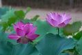 Ã¨ÂÂ·Ã¨Å Â±Ã¯Â¼ËÃ¥Â­Â¦Ã¥ÂÂÃ¯Â¼Å¡Nelumbo SP.Ã¯Â¼â°